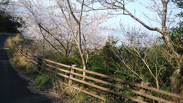 宮崎県愛宕山の桜