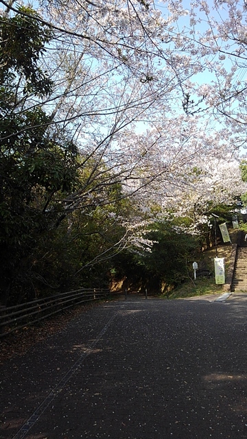 宮崎県愛宕山の桜