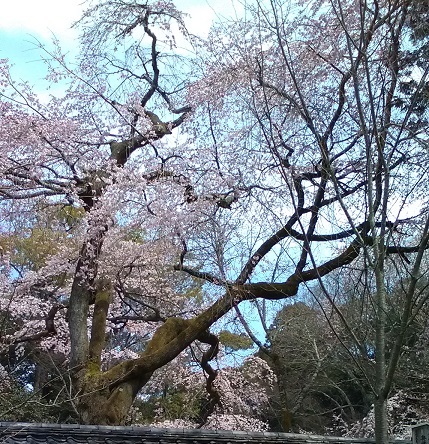醍醐寺京都の桜
